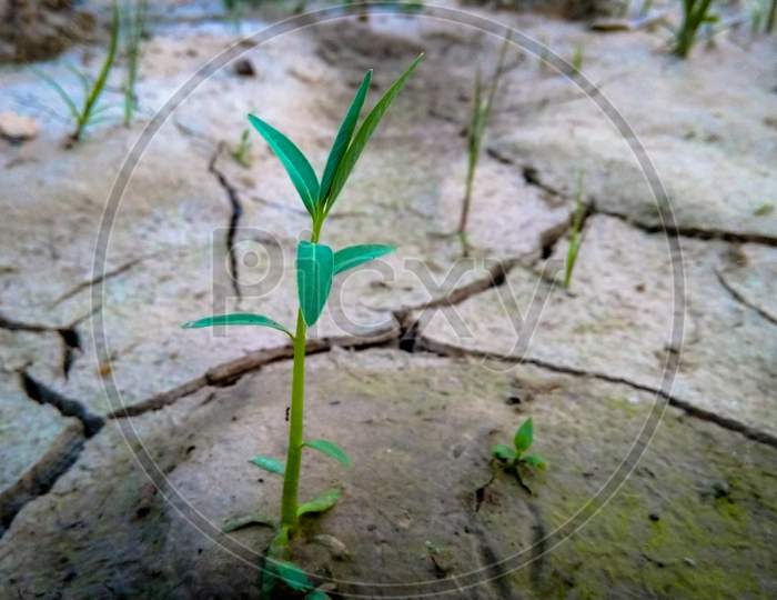 Small Plant photograph