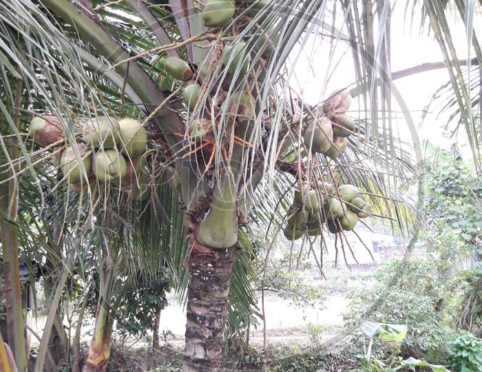 Coconut Tree and many Coconut image
