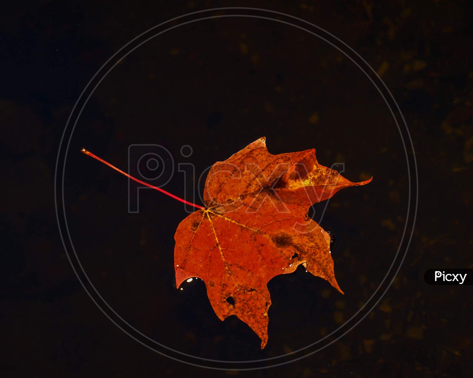 Lone Maple Leaf At Algonquin Provincial Park, On, Canada