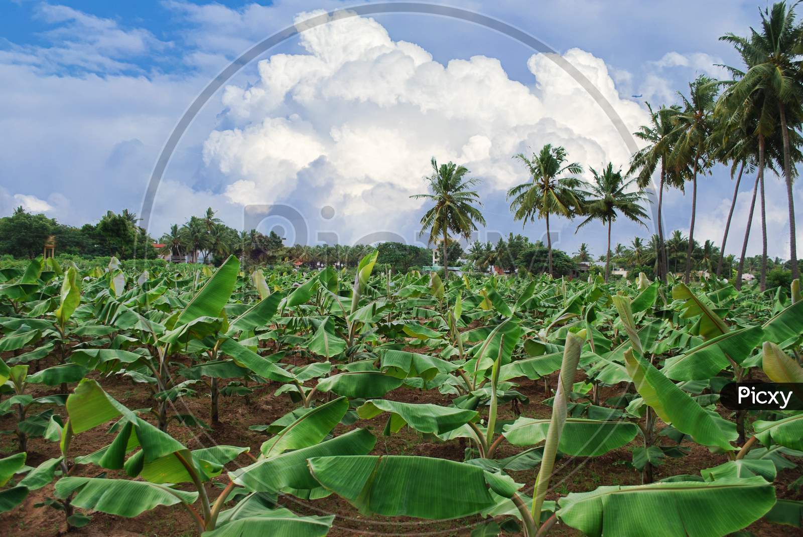 Young Banana Plants On A Clear Tropical Day In South India