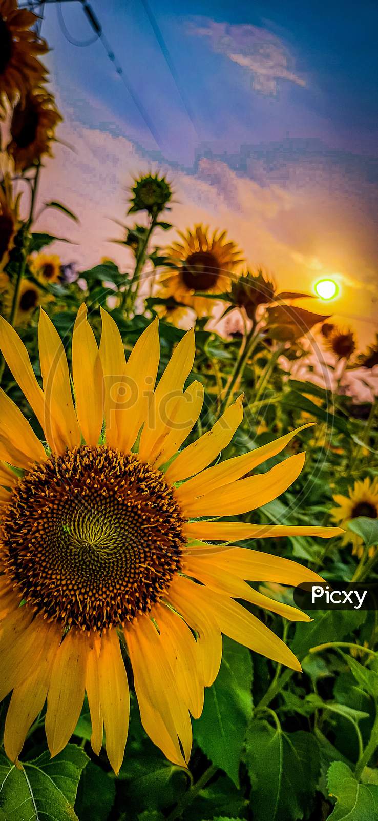 Sun Flower-- multiple colour in one flower