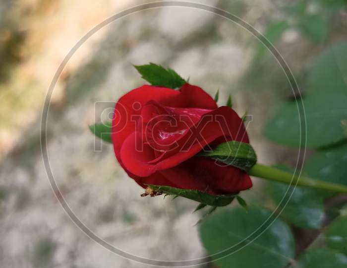 Red rose bud hd