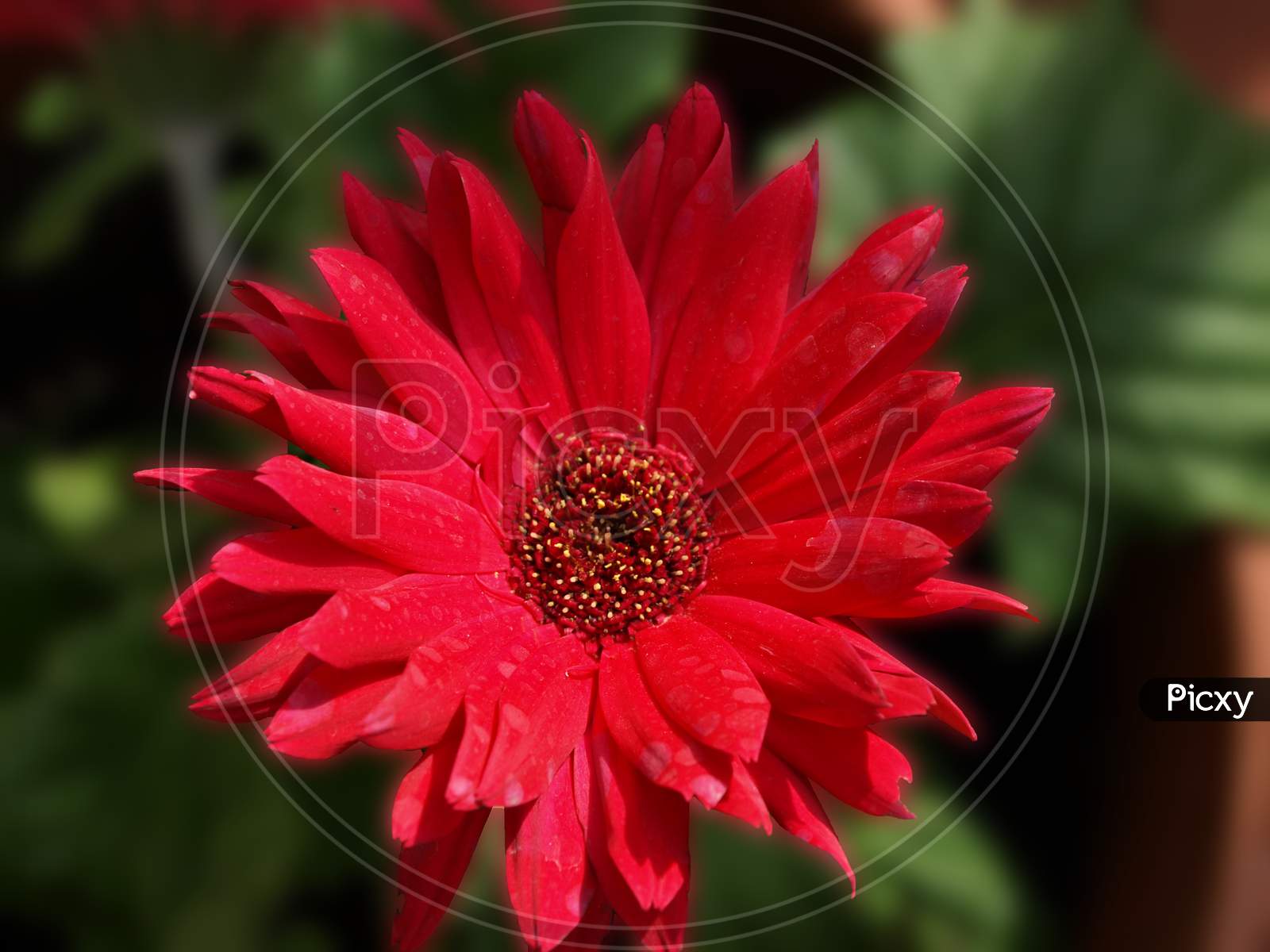 Bright Red Seasonal Flower In Garden