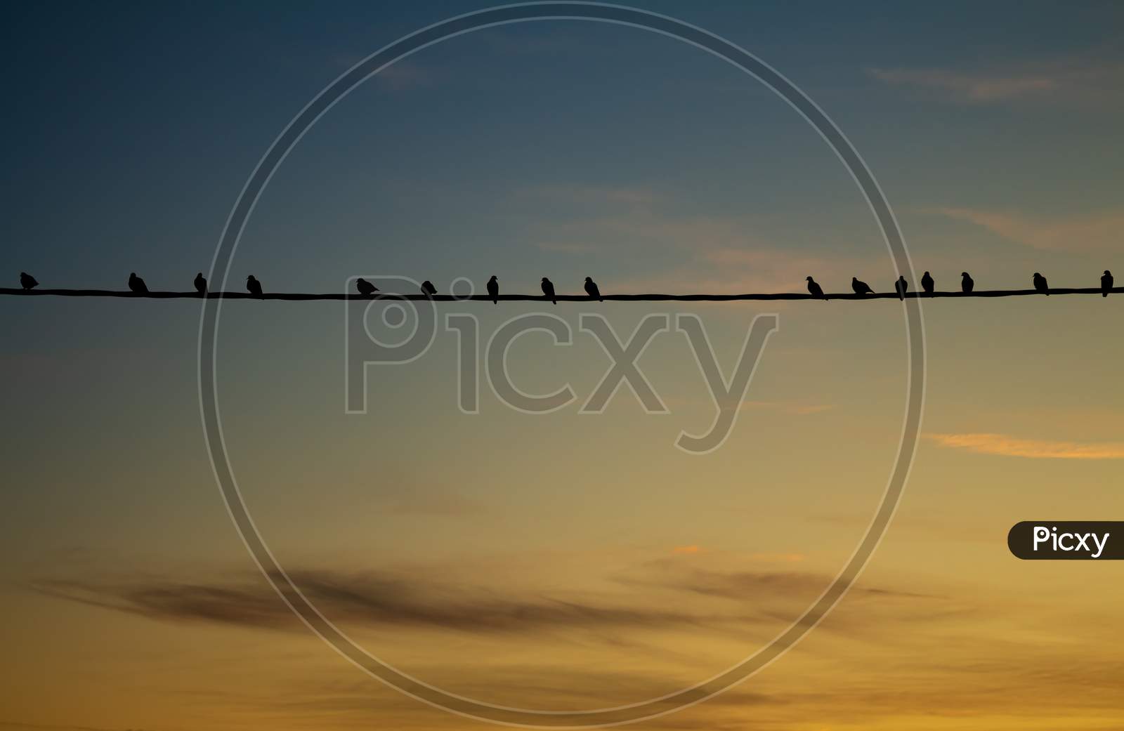 Small Birds On A Wire During Sunset. Sky With Isolated Clouds