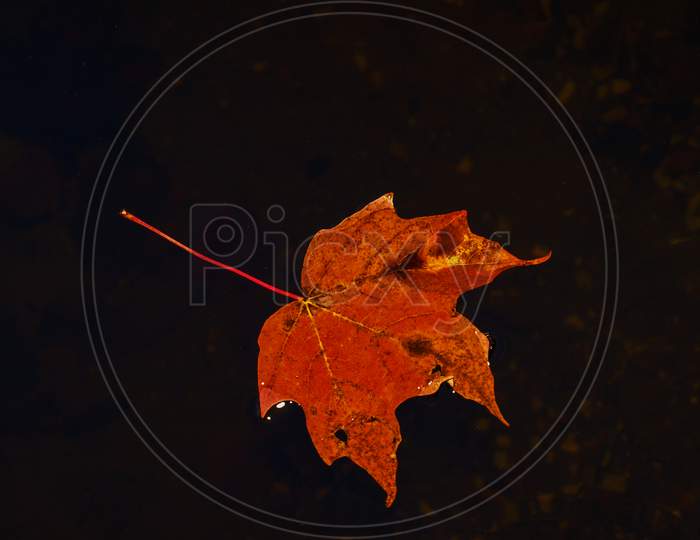 Lone Maple Leaf At Algonquin Provincial Park, On, Canada