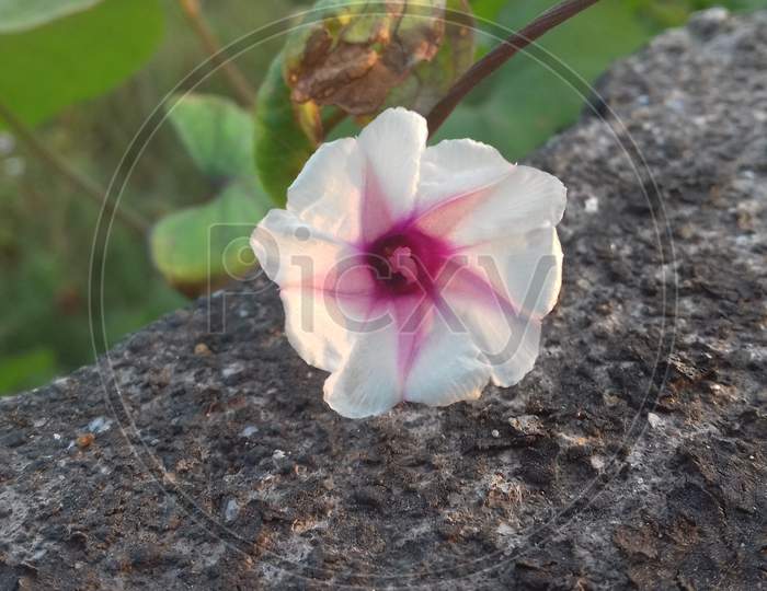 Cute flower , nature photo