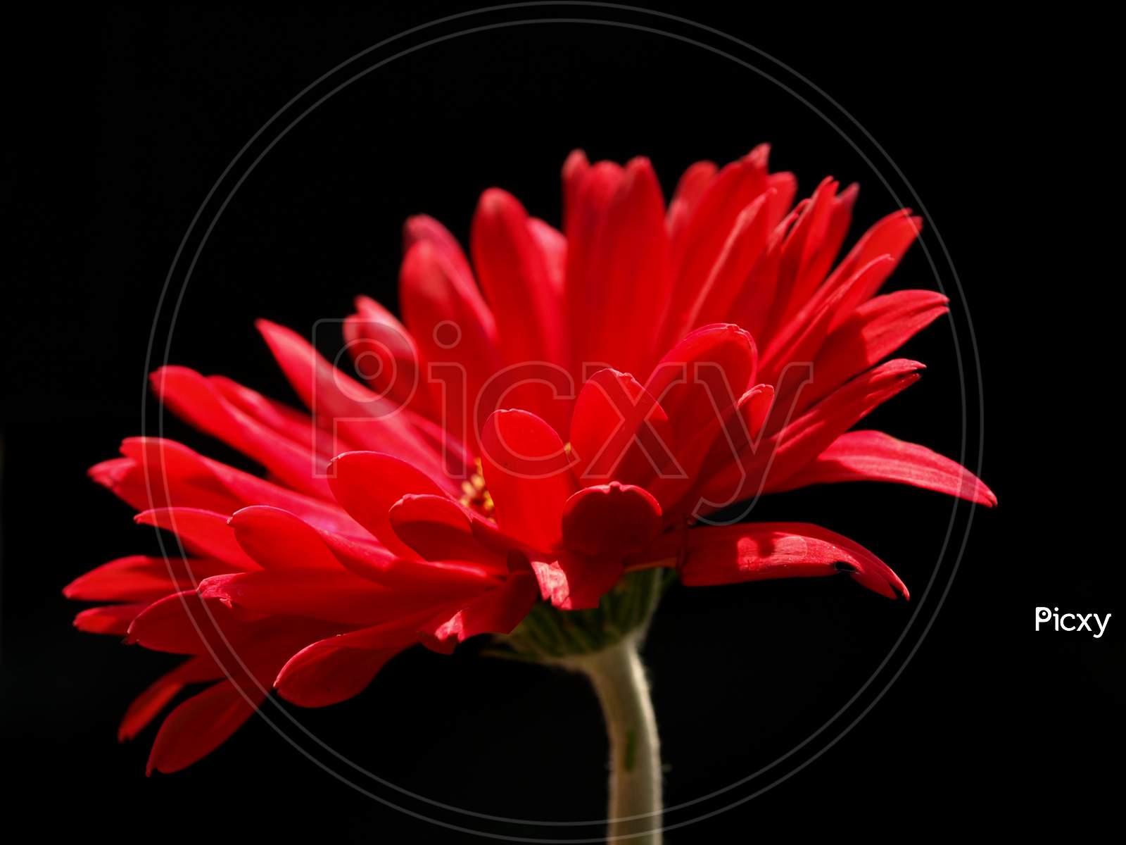 Lights And Shades On The Flower Accentuated By The Dark Background