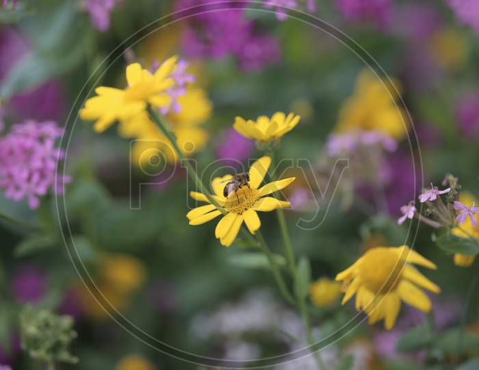 macro photography of honey bee