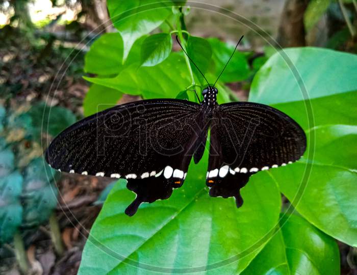 The beautiful black common Mormon butterfly
