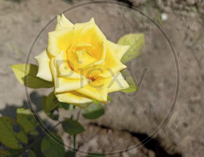 Yellow rose flower and plant hd image
