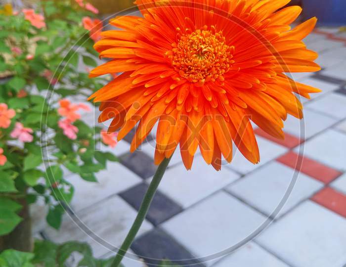 Flower,Gerbera, Barberton daisy:Gerbera jamesonii