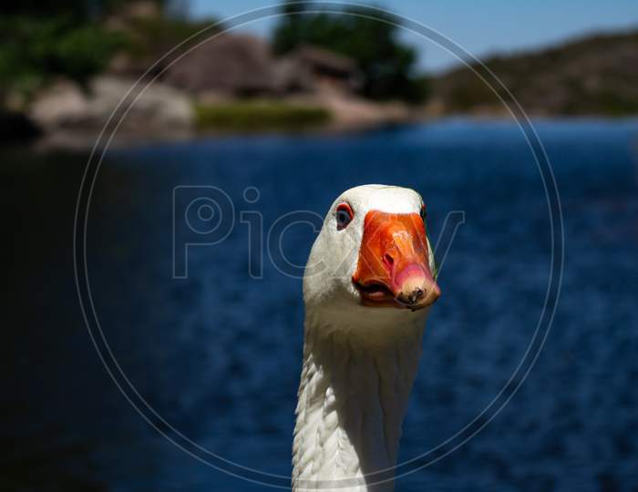 White Feathered Adult Goose In The Sun. Close-Up Of Cute Bird Looking At The Camera.
