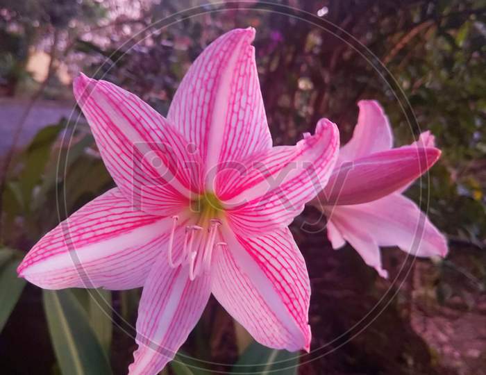 close up of two elegant pink white Jersey lily Amaryllis belladonna flowers