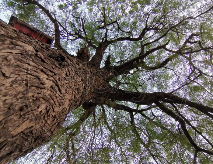 Bottom view of tree