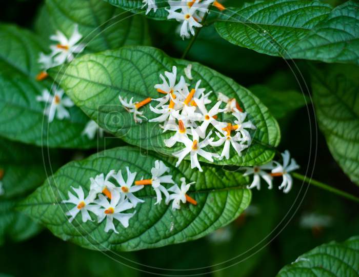 Wonderful Shiuli Or Night-Flowering Parijat Or Hengra Bubar