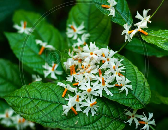 Shiuli Or Night-Flowering Jasmine Nyctanthes Arbor-Tristis