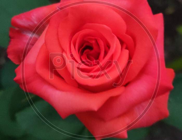 Closeup of red rose
