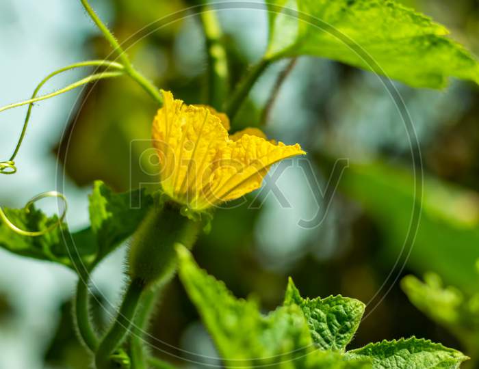Yellow Ash Pumpkin Flower And Or Winter Melon Or Tallow Gourd