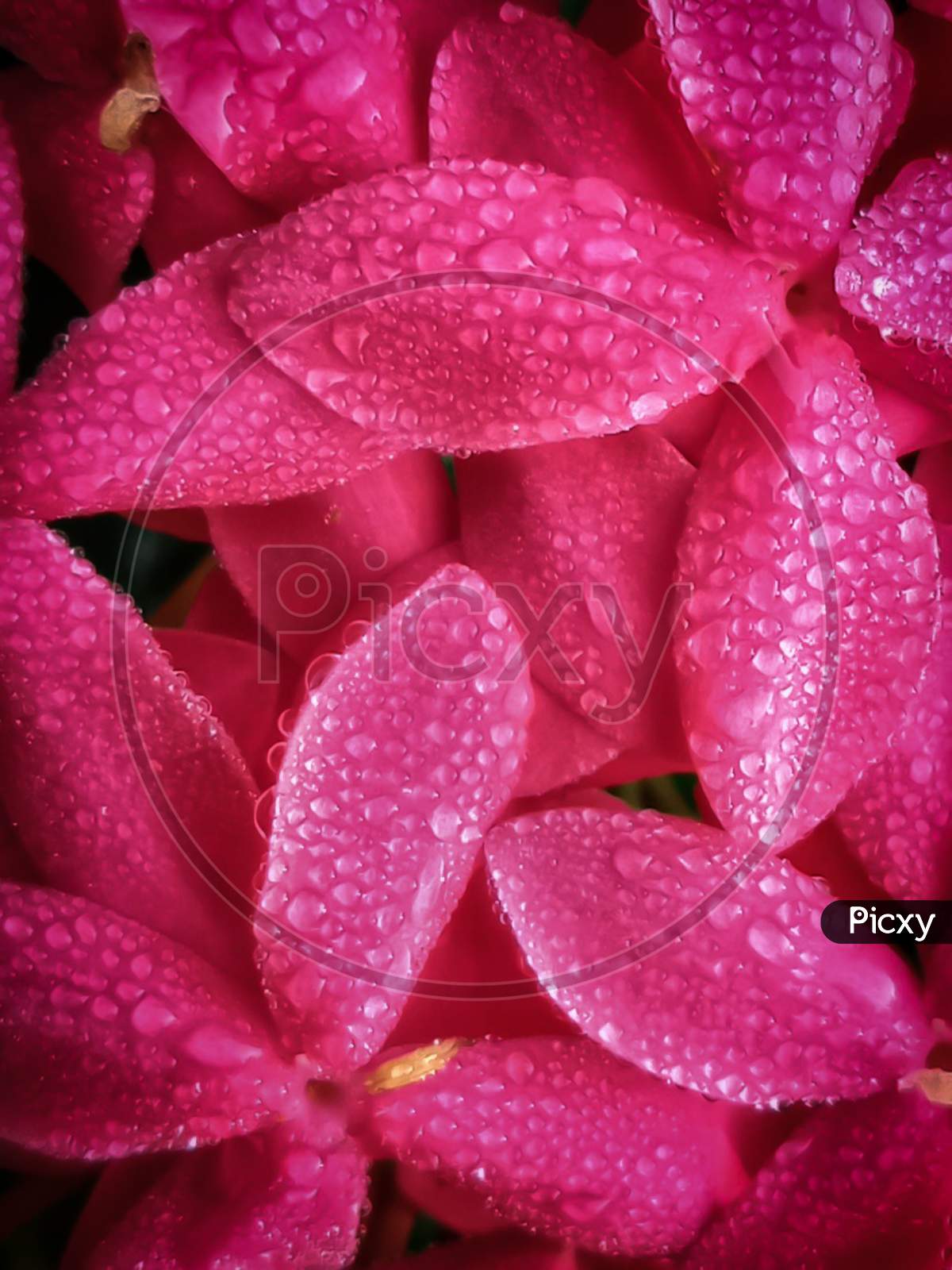Dew droplets on the petals of jungle geranium flower