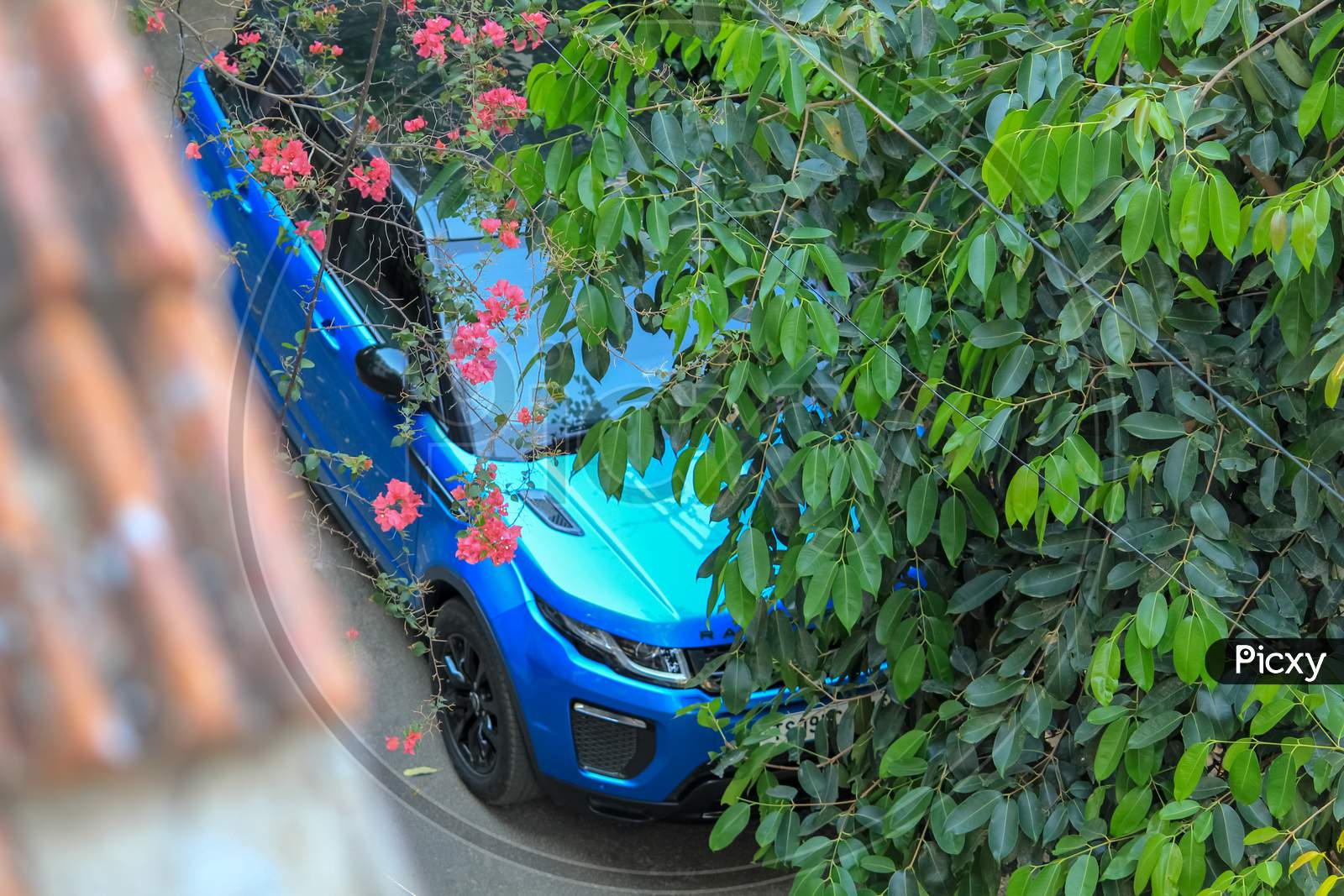 Blue colored car behind the flowering tree