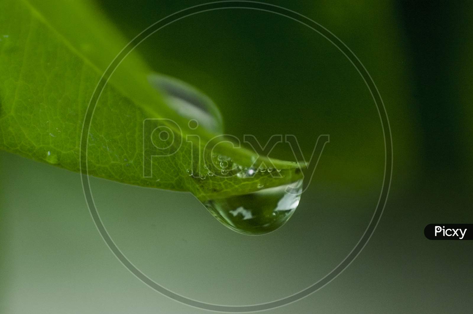 Water droplets from a leaf