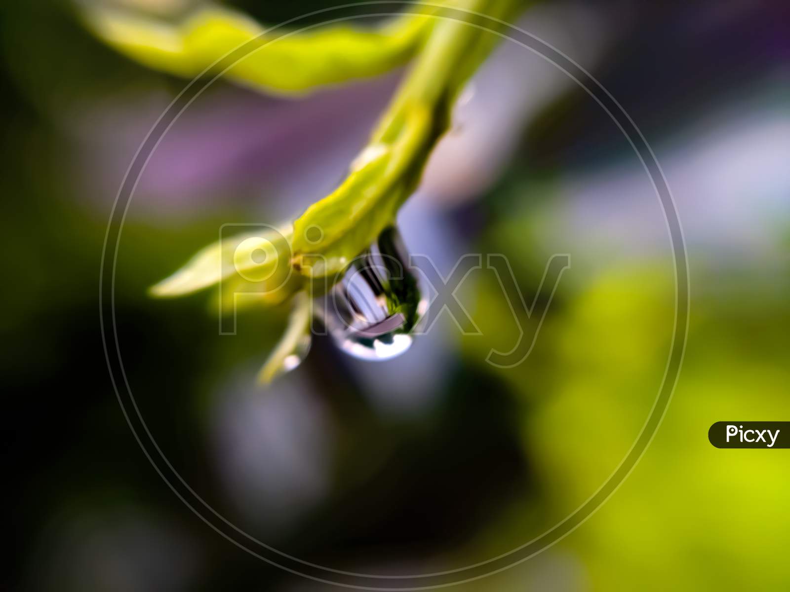 Image of green leaves plant rain water droping garden rain water drop ...