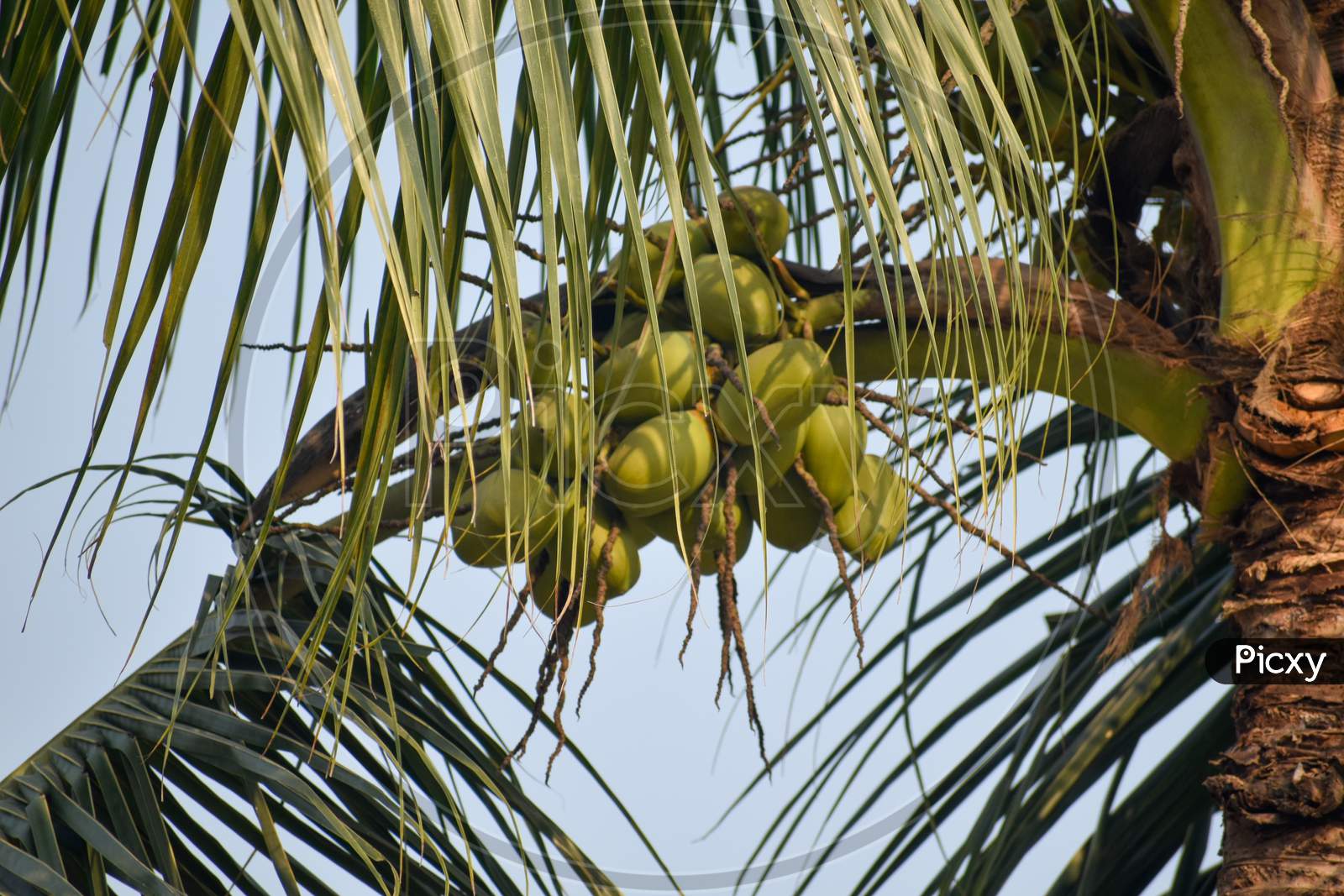 A Beautiful Coconut Tree With Coconuts Countryside Of India