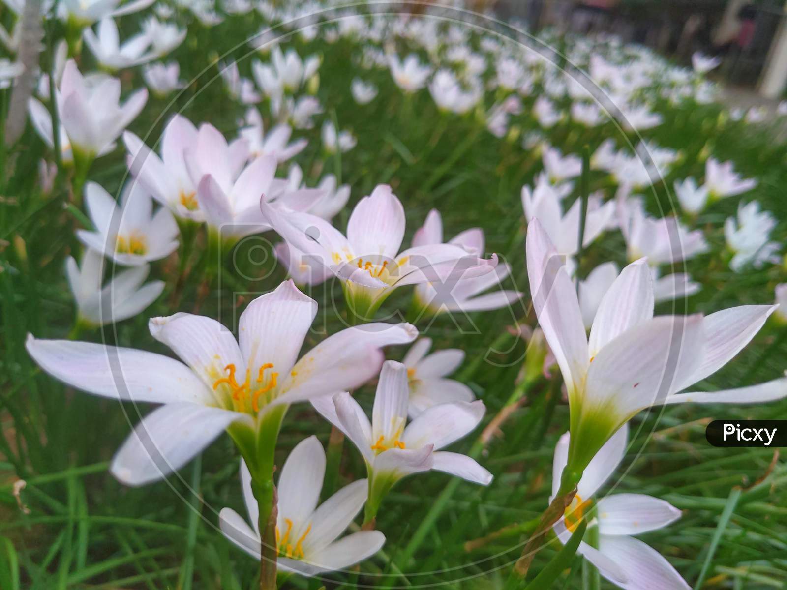 A bunch of white rain lily ,autumn zephyrlily ,fairy lily . scientific name is Zephyranthes candida.