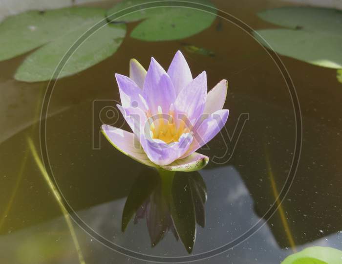 Nymphaea Nouchali, Often Known By Its Synonym Nymphaea Stellata, Or By Common Names Blue Lotus, Star Lotus, Red And Blue Water Lily, Blue Star Water Lily Or Manel Flower Is A Water Lily Of Genus Nymphaea.