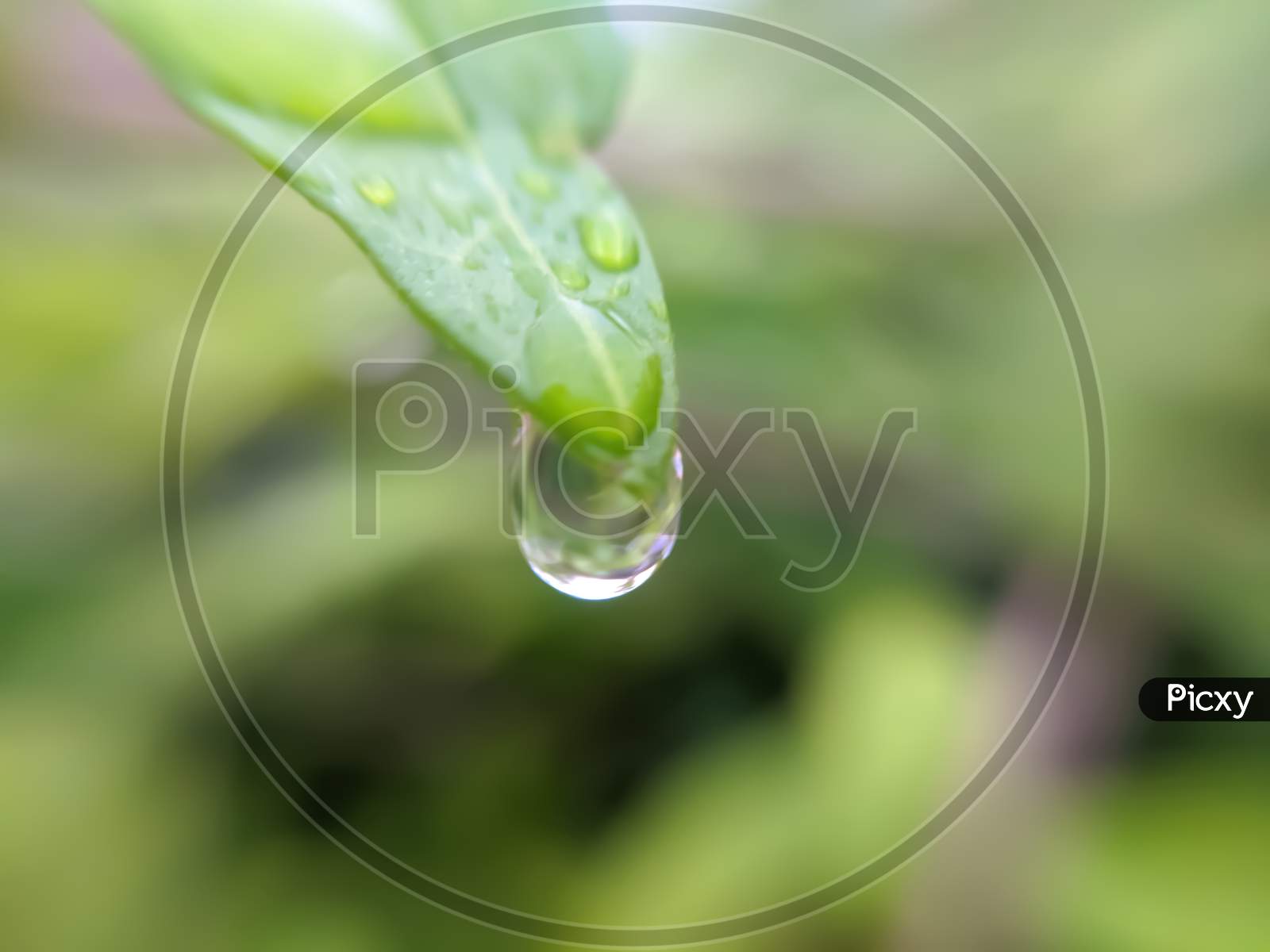 Image of green leaves plant rain water droping garden rain water drop ...