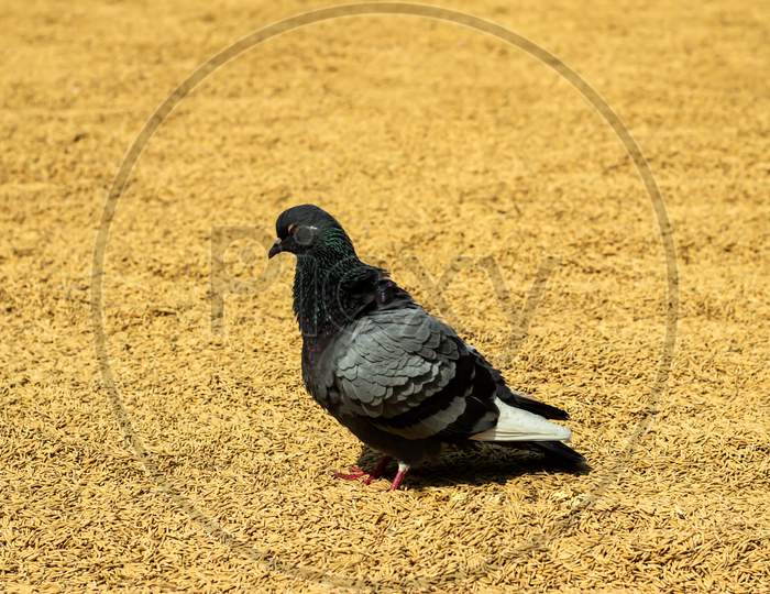 Pigeon Stand On Rice And Get Feeding Alone