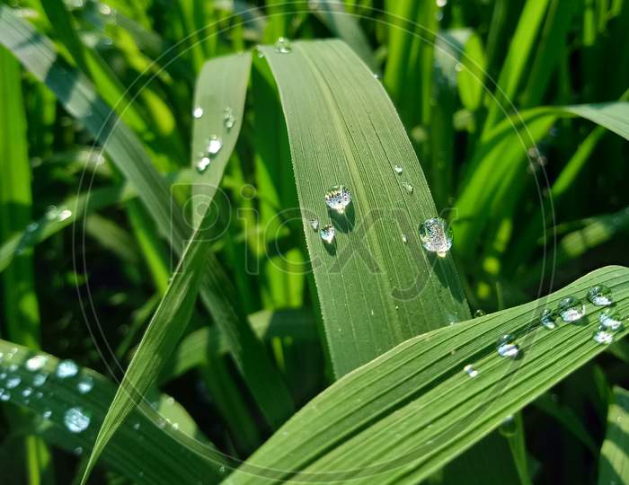 Autumn dew drops on paddy leaves in daylight