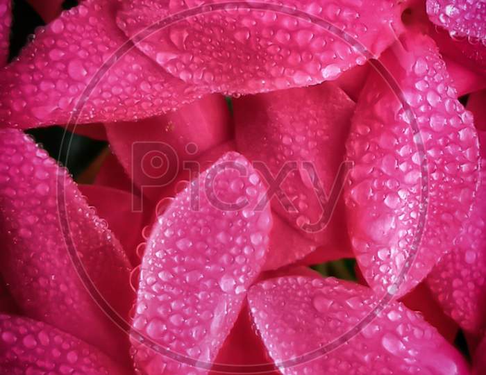 Dew droplets on the petals of jungle geranium flower