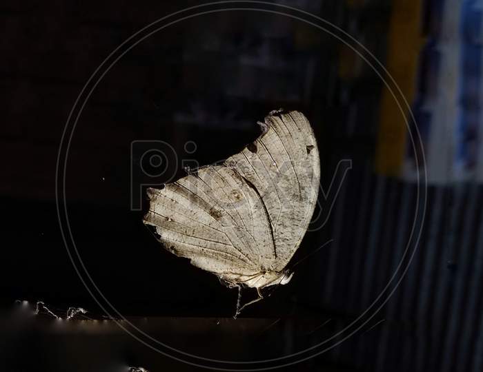 Moths Photography