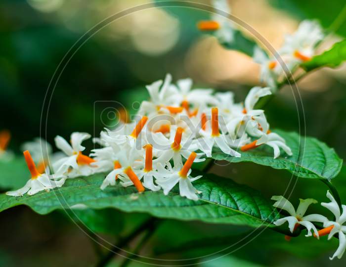 Jasmine Or Parijat Or Hengra Bubar Or Shiuli Flower