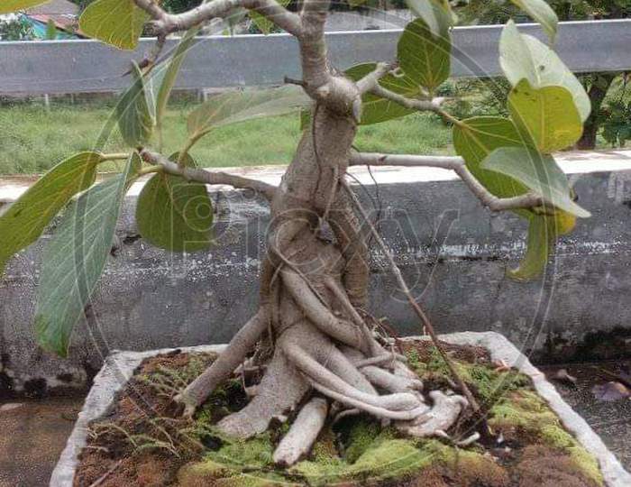 Banyan tree bonsai