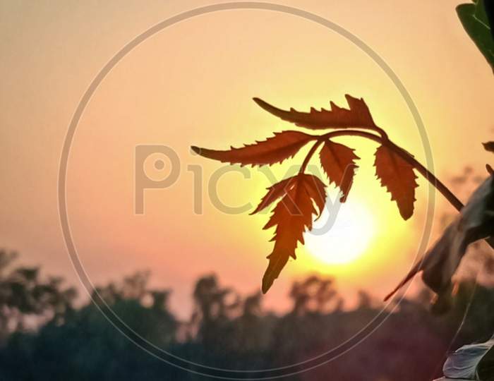 Reddish young neem leaves in front of the setting sun