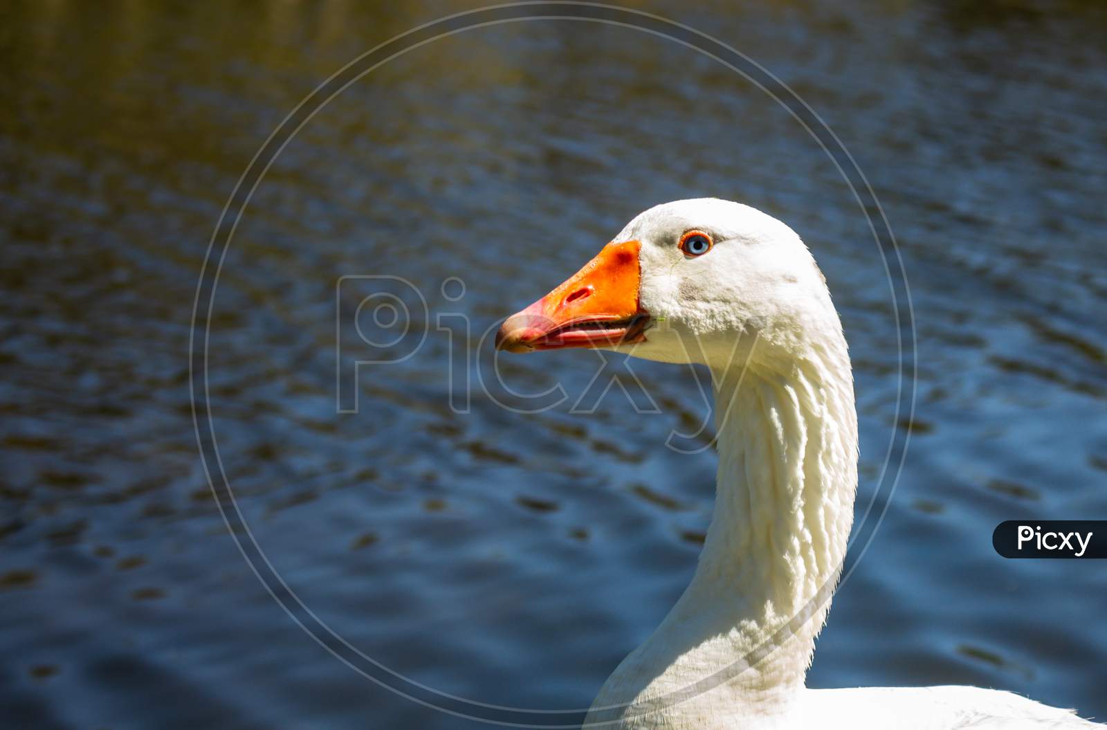 White Feathered Adult Goose In The Sun. Close-Up Of Cute Bird Looking At The Camera. Funny Animal.
