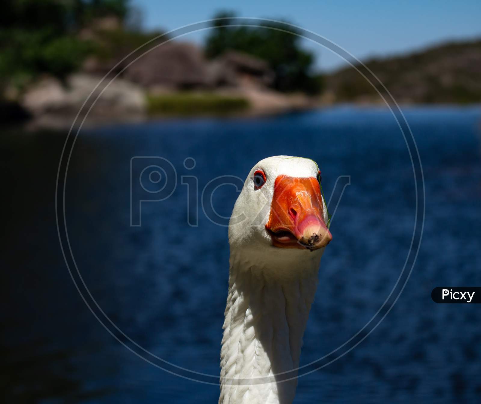 White Feathered Adult Goose In The Sun. Close-Up Of Cute Bird Looking At The Camera.