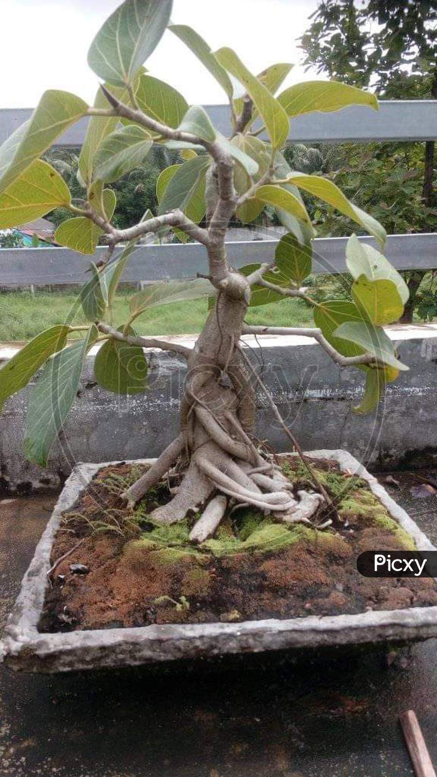 banyan tree bonsai