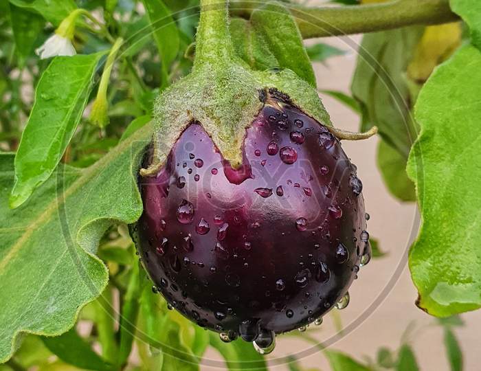 Eggplant 🍆
