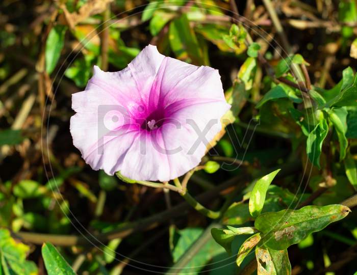 Beautiful Ipomoea Carnea Or Pink Morning Glory Flower
