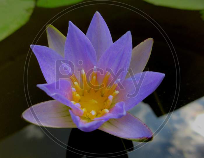 Nymphaea Nouchali, Often Known By Its Synonym Nymphaea Stellata, Or By Common Names Blue Lotus, Star Lotus, Red And Blue Water Lily, Blue Star Water Lily Or Manel Flower Is A Water Lily Of Genus Nymphaea.