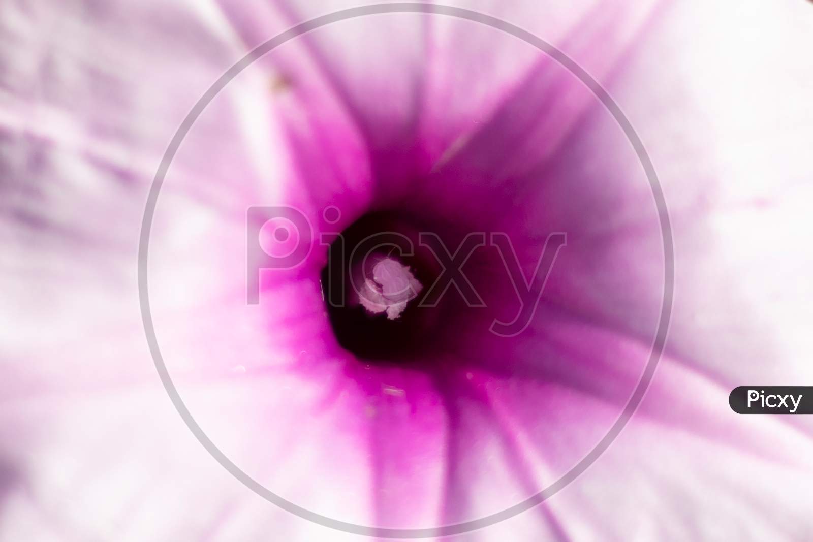 Single Pink Morning Glory Or Ipomoea Carnea Flower