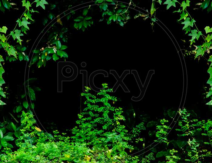 Grass Floral And Nice Decoration On Deep Black Forest