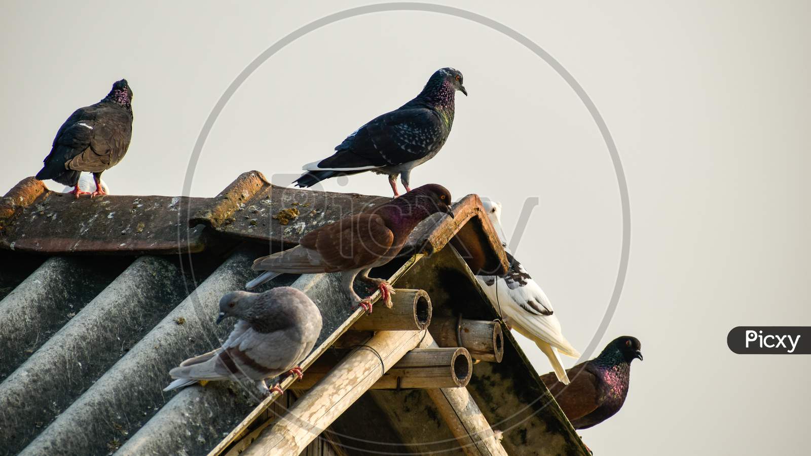 Pigeons Are Sitting On Rooftop