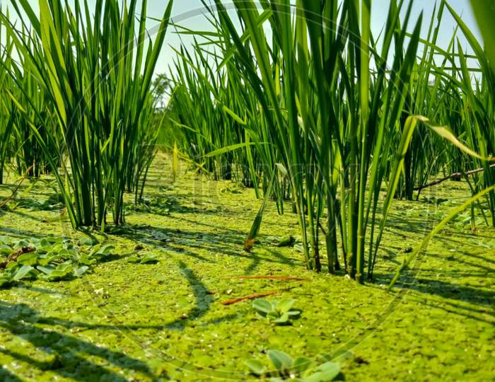 The stems of the green rice seedlings have been submerged under water hyacinths