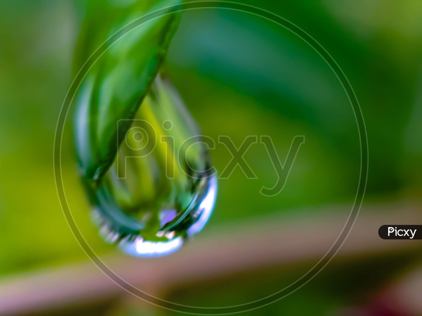 Image of green leaves plant rain water droping garden rain water drop ...