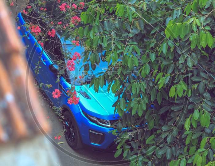 Blue colored car behind the flowering tree