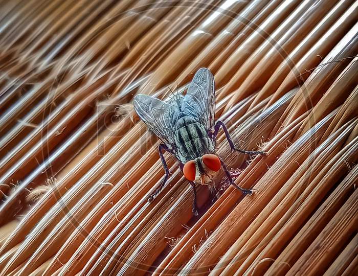The resting housefly